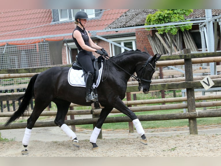 Hannoveraan Merrie 7 Jaar 167 cm Zwart in Wingst