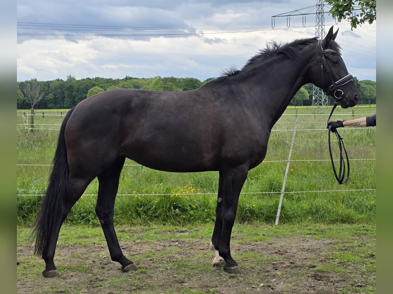 Hannoveraan Merrie 7 Jaar 167 cm Zwart in Wachtendonk
