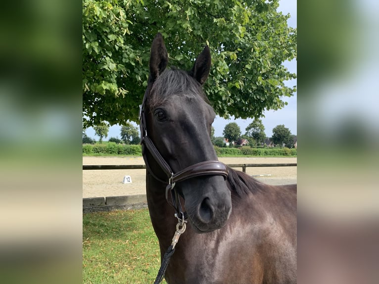 Hannoveraan Merrie 7 Jaar 167 cm Zwart in Rosendahl