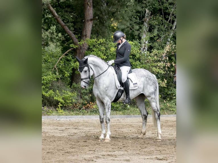 Hannoveraan Merrie 7 Jaar 168 cm Appelschimmel in Wolfenbüttel
