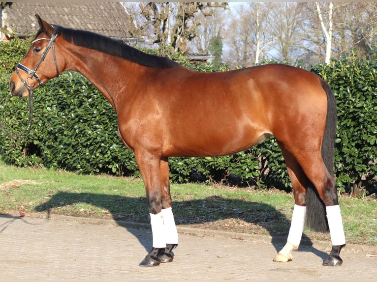 Hannoveraan Merrie 7 Jaar 168 cm Bruin in Selsingen