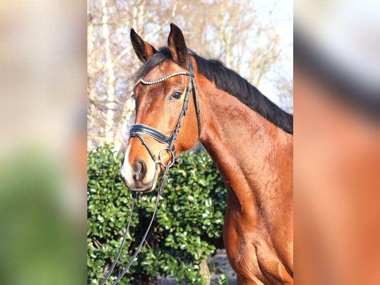 Hannoveraan Merrie 7 Jaar 168 cm Bruin in Selsingen