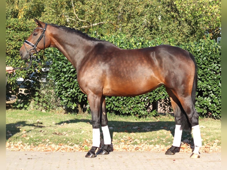 Hannoveraan Merrie 7 Jaar 168 cm Bruin in Selsingen