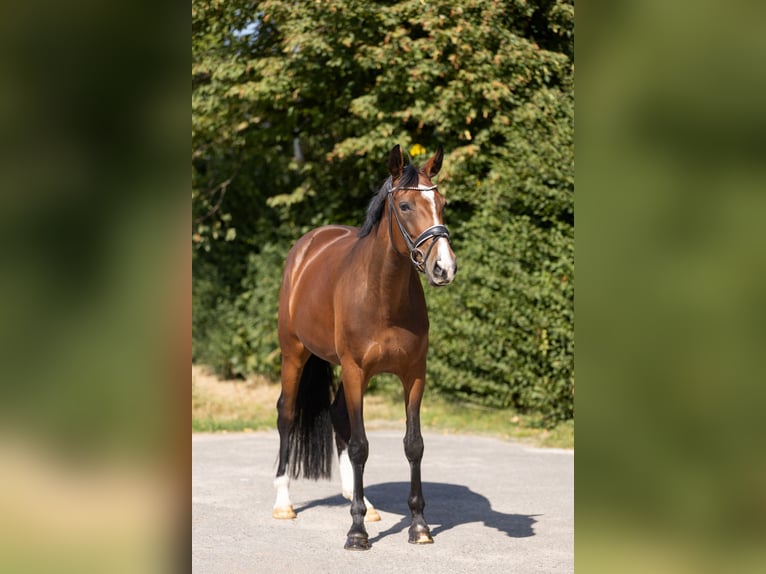 Hannoveraan Merrie 7 Jaar 168 cm Bruin in Braunschweig