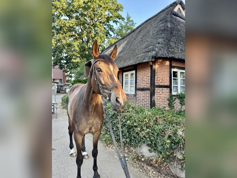 Hannoveraan Merrie 7 Jaar 168 cm Bruin in Luhm&#xFC;hlen
