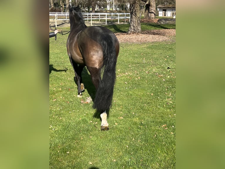 Hannoveraan Merrie 7 Jaar 168 cm Donkerbruin in Hamm