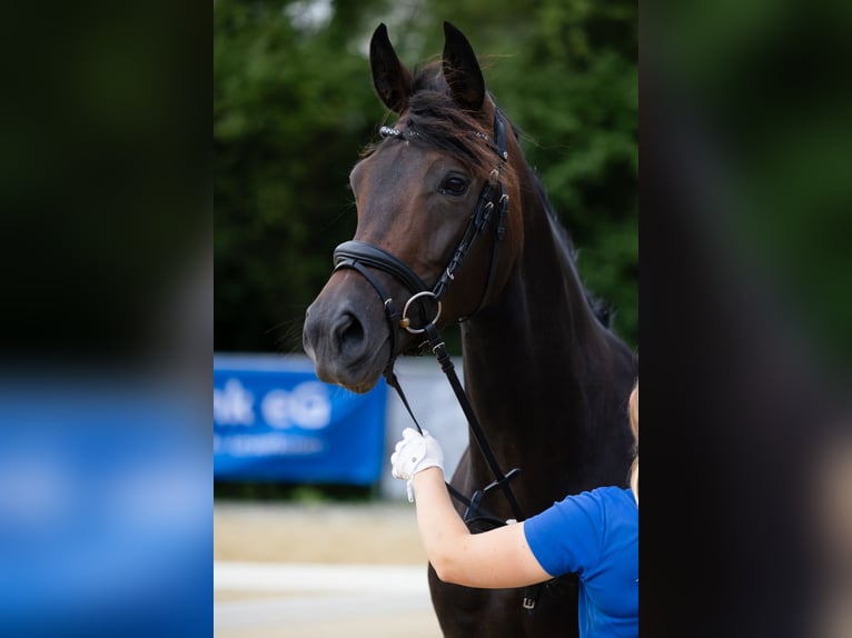 Hannoveraan Merrie 7 Jaar 168 cm Donkerbruin in Leverkusen