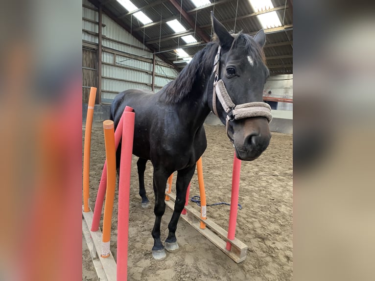 Hannoveraan Merrie 7 Jaar 168 cm Donkerbruin in Heinsberg