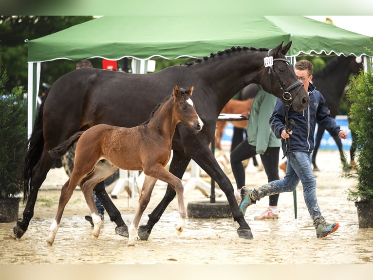 Hannoveraan Merrie 7 Jaar 168 cm Donkerbruin in Heinsberg