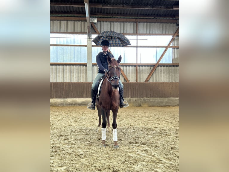 Hannoveraan Merrie 7 Jaar 168 cm Donkere-vos in Neuhaus an der Oste