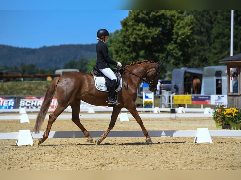 Hannoveraan Merrie 7 Jaar 168 cm Donkere-vos in Ebenweiler