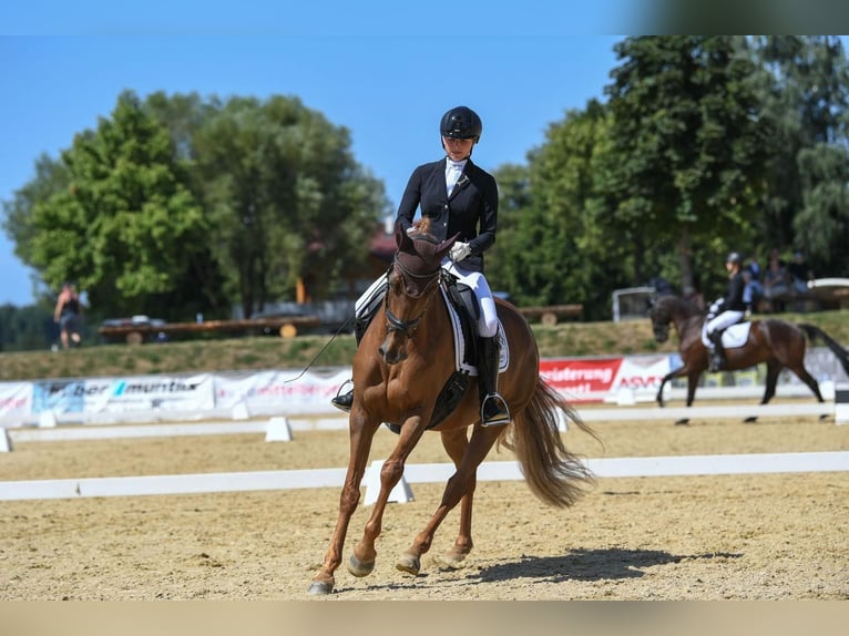 Hannoveraan Merrie 7 Jaar 168 cm Donkere-vos in Ebenweiler