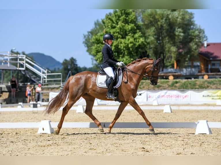 Hannoveraan Merrie 7 Jaar 168 cm Donkere-vos in Ebenweiler