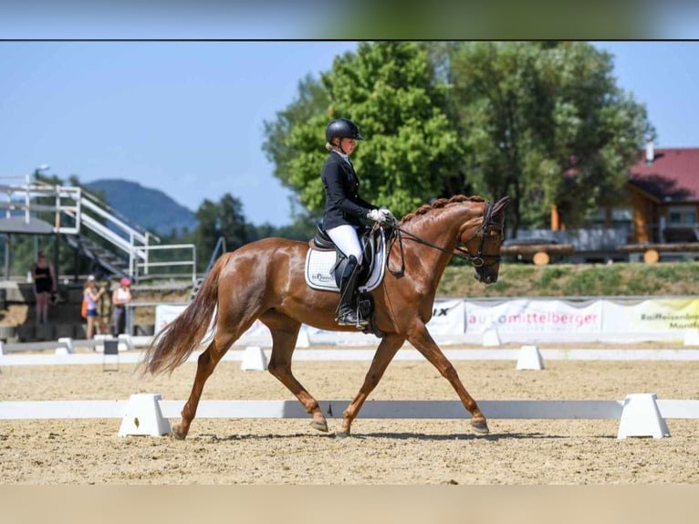 Hannoveraan Merrie 7 Jaar 168 cm Donkere-vos in Ebenweiler