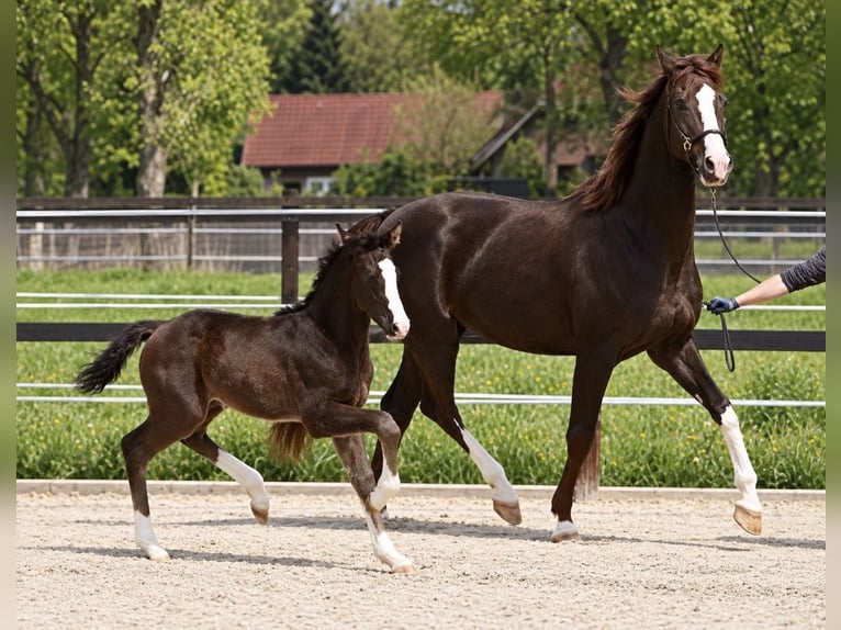 Hannoveraan Merrie 7 Jaar 168 cm Donkere-vos in Verden (Aller)