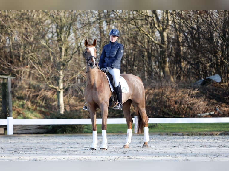 Hannoveraan Merrie 7 Jaar 168 cm Vos in Fleckeby