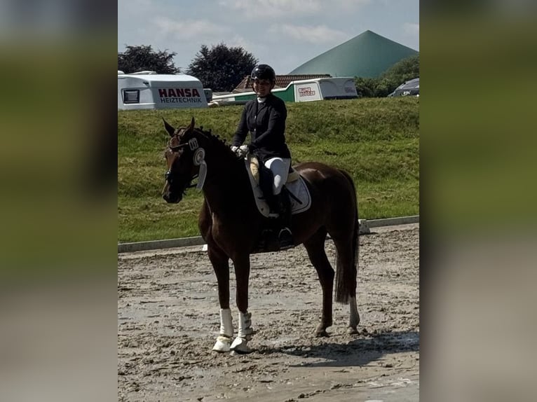 Hannoveraan Merrie 7 Jaar 168 cm Vos in Kutenholz