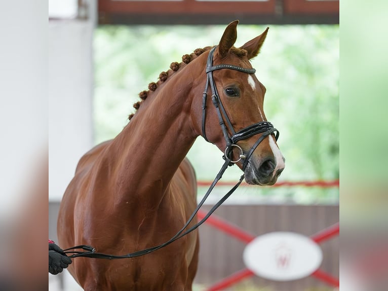 Hannoveraan Merrie 7 Jaar 168 cm Vos in Münster-Handorf