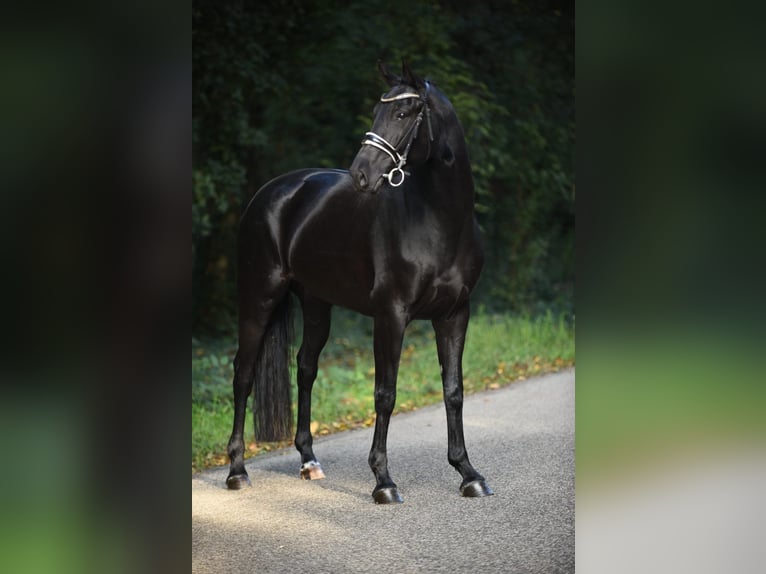 Hannoveraan Merrie 7 Jaar 168 cm Zwart in Békésszentandrás