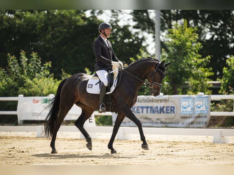 Hannoveraan Merrie 7 Jaar 168 cm Zwartbruin in Kaarst