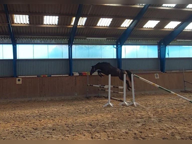 Hannoveraan Merrie 7 Jaar 168 cm Zwartbruin in Uetze