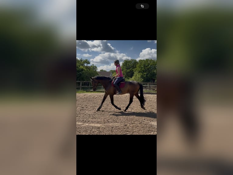 Hannoveraan Merrie 7 Jaar 169 cm Bruin in Radbruch