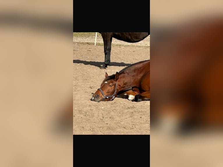 Hannoveraan Merrie 7 Jaar 169 cm Bruin in Langwedel