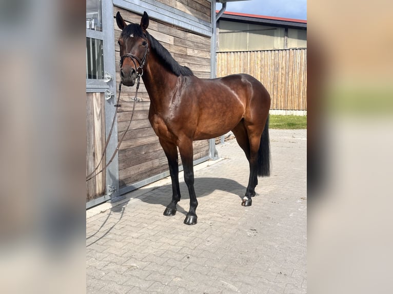Hannoveraan Merrie 7 Jaar 169 cm Bruin in Leipzig