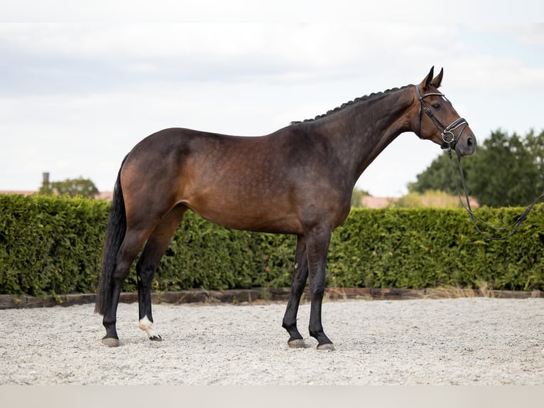 Hannoveraan Merrie 7 Jaar 169 cm Donkerbruin in Tiddische