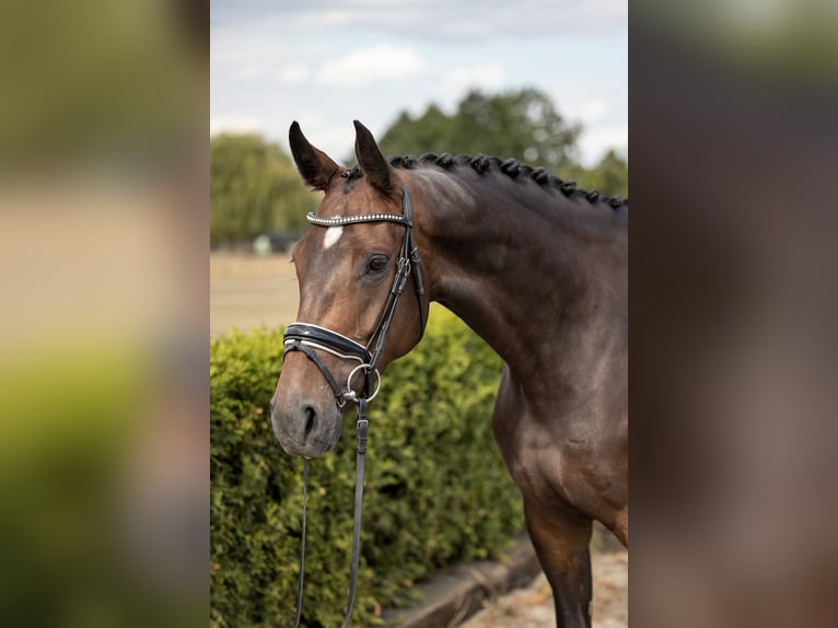 Hannoveraan Merrie 7 Jaar 169 cm Donkerbruin in Tiddische