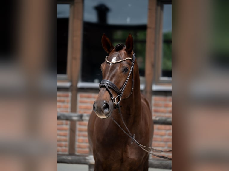 Hannoveraan Merrie 7 Jaar 169 cm Donkere-vos in Heidesheim am Rhein