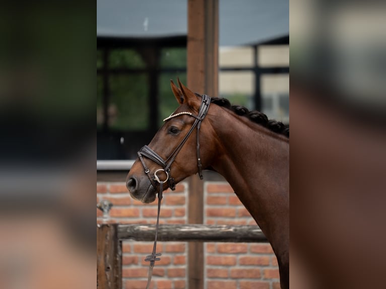 Hannoveraan Merrie 7 Jaar 169 cm Donkere-vos in Heidesheim am Rhein