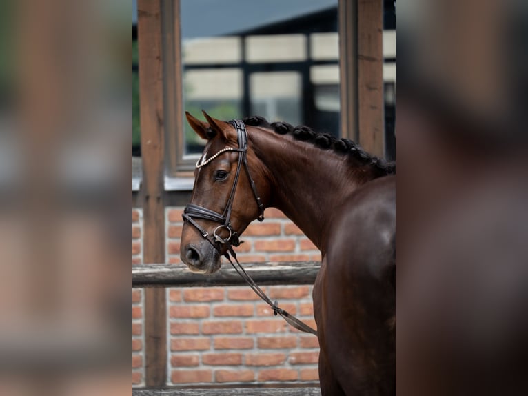 Hannoveraan Merrie 7 Jaar 169 cm Donkere-vos in Heidesheim am Rhein