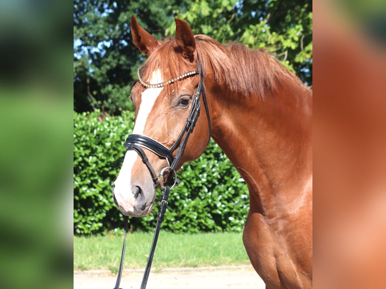Hannoveraan Merrie 7 Jaar 169 cm Vos in Selsingen