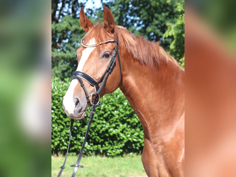 Hannoveraan Merrie 7 Jaar 169 cm Vos in Selsingen