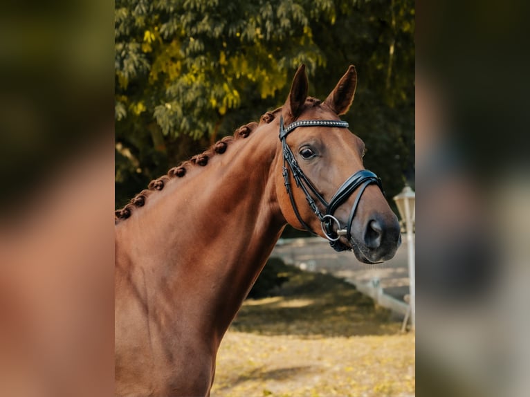 Hannoveraan Merrie 7 Jaar 169 cm Vos in Nidderau