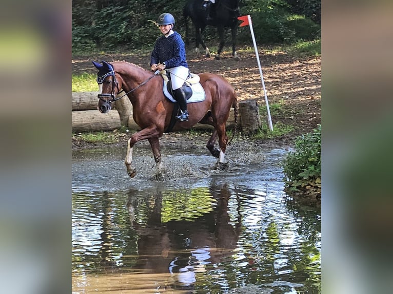 Hannoveraan Merrie 7 Jaar 169 cm Vos in Elmlohe