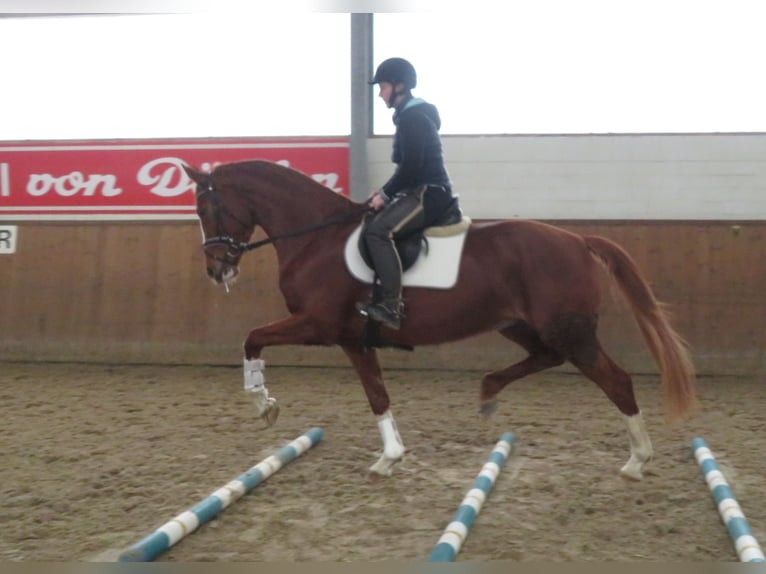 Hannoveraan Merrie 7 Jaar 169 cm Vos in Elmlohe