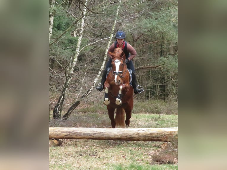 Hannoveraan Merrie 7 Jaar 169 cm Vos in Elmlohe