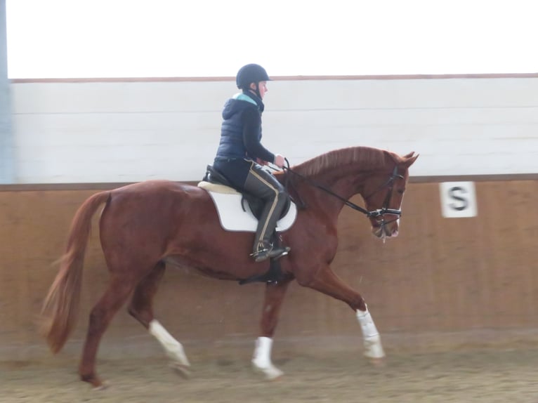 Hannoveraan Merrie 7 Jaar 169 cm Vos in Elmlohe