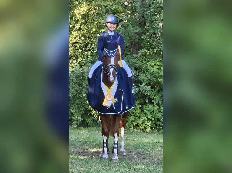 Hannoveraan Merrie 7 Jaar 169 cm Vos in Elmlohe