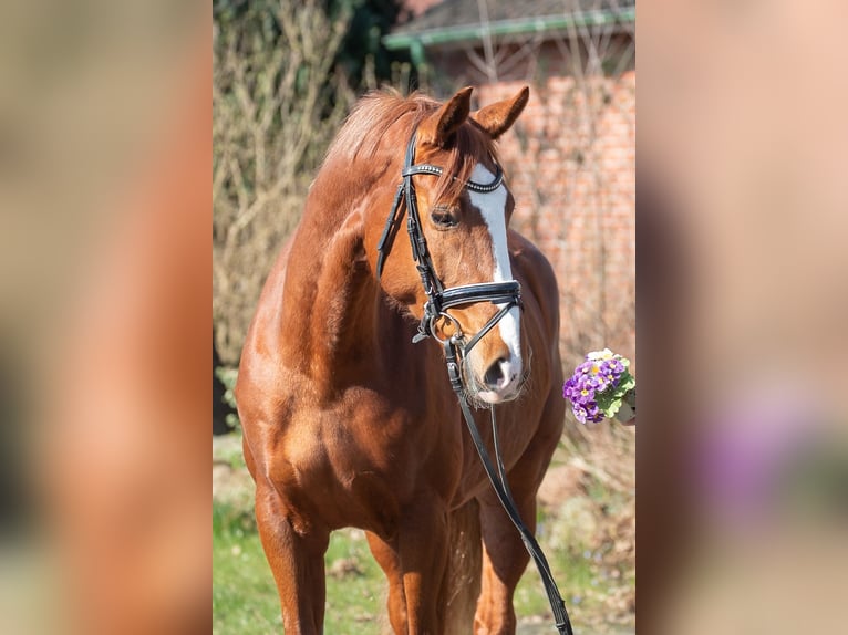 Hannoveraan Merrie 7 Jaar 169 cm Vos in Elmlohe