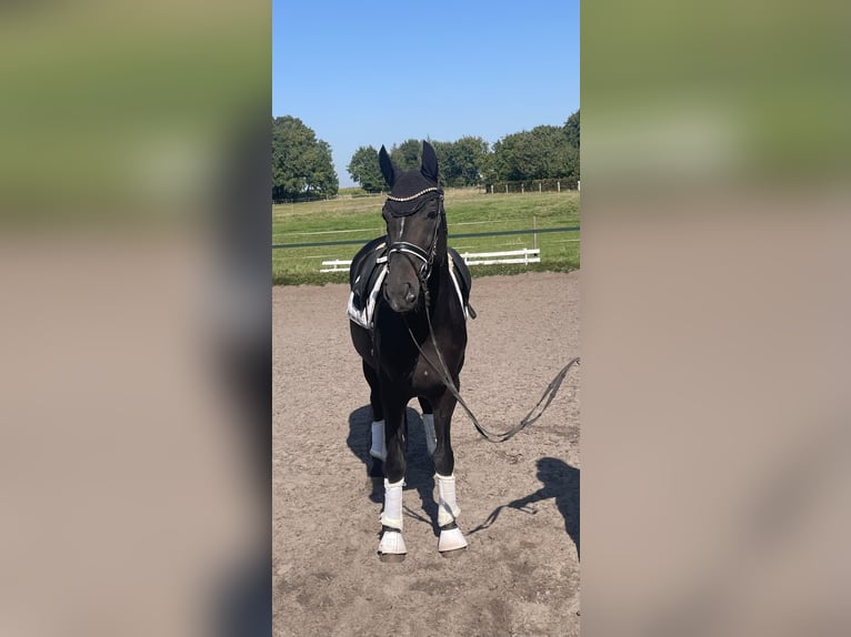 Hannoveraan Merrie 7 Jaar 169 cm Zwart in Kirchlinteln