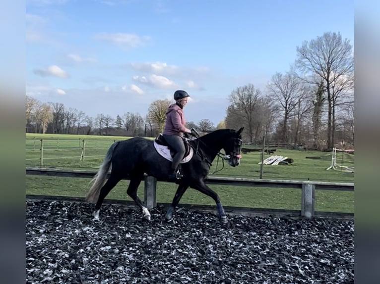 Hannoveraan Merrie 7 Jaar 169 cm Zwartschimmel in Ladbergen