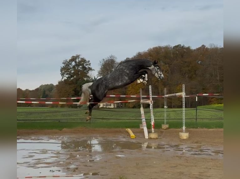 Hannoveraan Merrie 7 Jaar 169 cm Zwartschimmel in Ladbergen