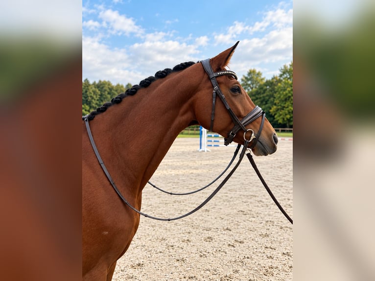Hannoveraan Merrie 7 Jaar 170 cm Bruin in Seevetal