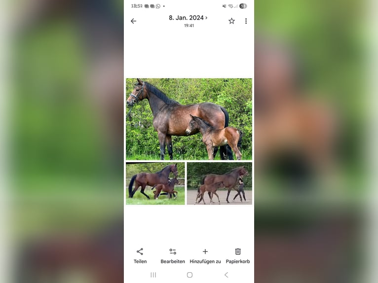 Hannoveraan Merrie 7 Jaar 170 cm Bruin in Lauenburg