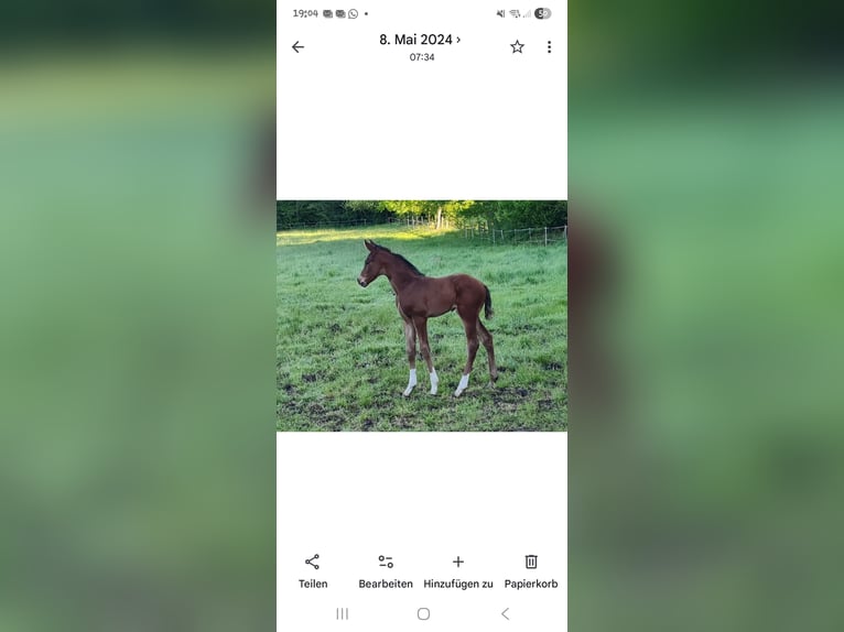 Hannoveraan Merrie 7 Jaar 170 cm Bruin in Lauenburg