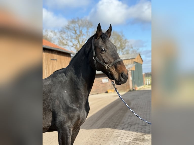 Hannoveraan Merrie 7 Jaar 170 cm Donkerbruin in GROTE-BROGEL