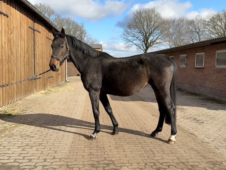 Hannoveraan Merrie 7 Jaar 170 cm Donkerbruin in GROTE-BROGEL